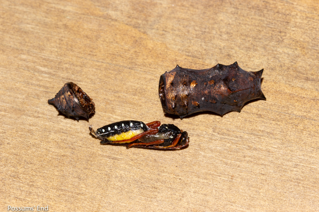 Cream-spotted Ichneumon
