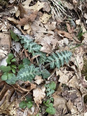 Hydrophyllum macrophyllum