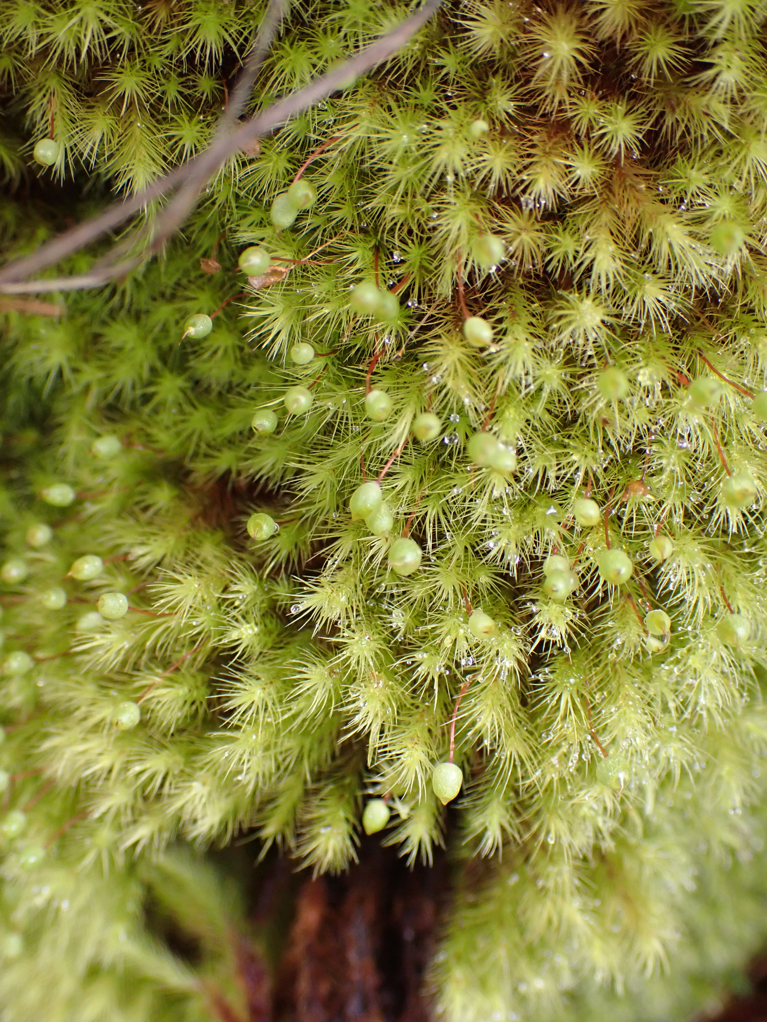 Anacolia menziesii
