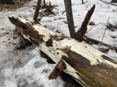 Trechispora mollusca