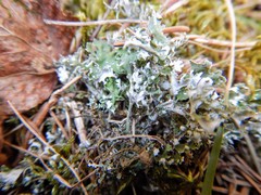 Cladonia turgida