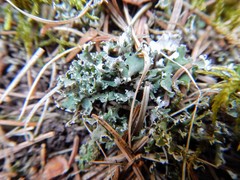 Cladonia turgida
