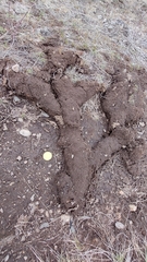 Thomomys talpoides