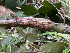 Neolasioptera nodulosa