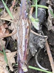 Neolasioptera nodulosa