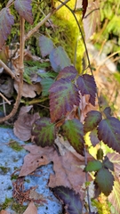 Rubus ursinus
