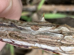 Neolasioptera nodulosa