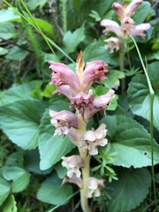 Orobanche caryophyllacea