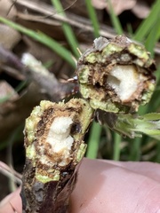 Neolasioptera nodulosa