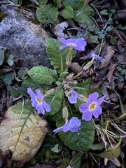 Magnoliopsida