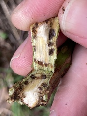 Neolasioptera nodulosa