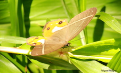Pierella nereis