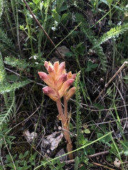 Orobanche caryophyllacea