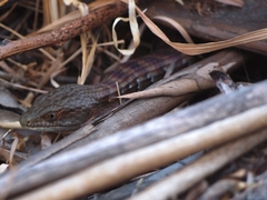Elgaria multicarinata multicarinata