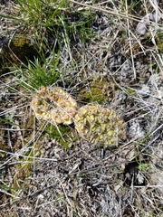 Opuntia × columbiana