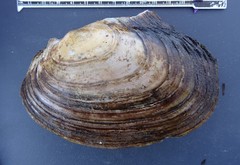 Potamilus ohiensis