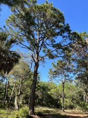 Pinus elliottii densa
