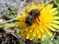 Osmia lignaria lignaria