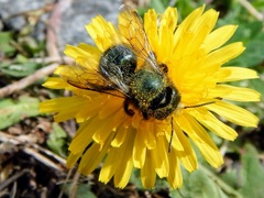 Osmia lignaria lignaria
