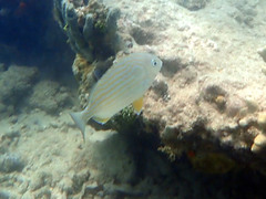 Archosargus rhomboidalis