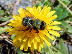 Osmia lignaria lignaria