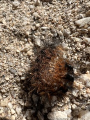 Apantesis incorrupta