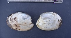 Ortmanniana ligamentina