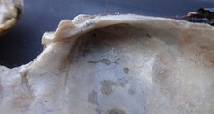 Ortmanniana ligamentina