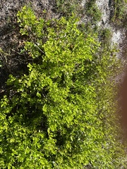 Myrcianthes fragrans