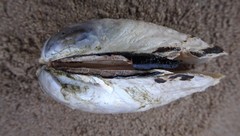 Ortmanniana ligamentina