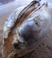 Ortmanniana ligamentina