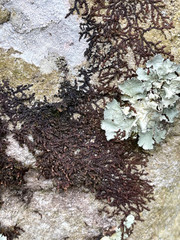 Frullania inflata