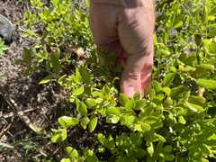Myrcianthes fragrans