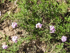 Glandularia subincana