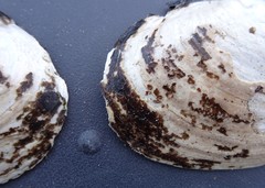 Ortmanniana ligamentina