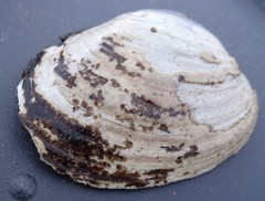 Ortmanniana ligamentina