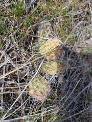 Opuntia × columbiana