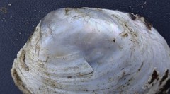 Ortmanniana ligamentina