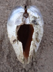 Ortmanniana ligamentina