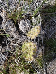 Opuntia × columbiana