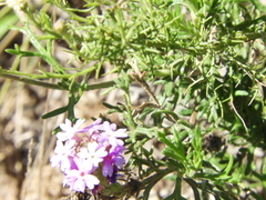 Glandularia subincana