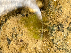 Cladophora glomerata