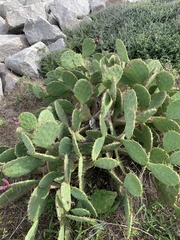 Opuntia tunoidea