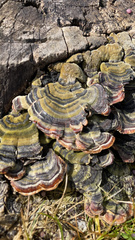 Trametes versicolor