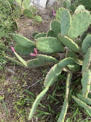 Opuntia tunoidea