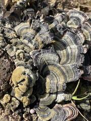 Trametes versicolor
