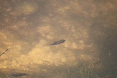 Sarotherodon melanotheron