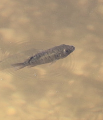 Sarotherodon melanotheron