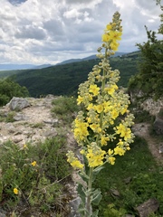 Verbascum speciosum