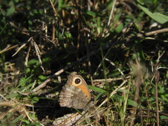 Haywardella edmondsii